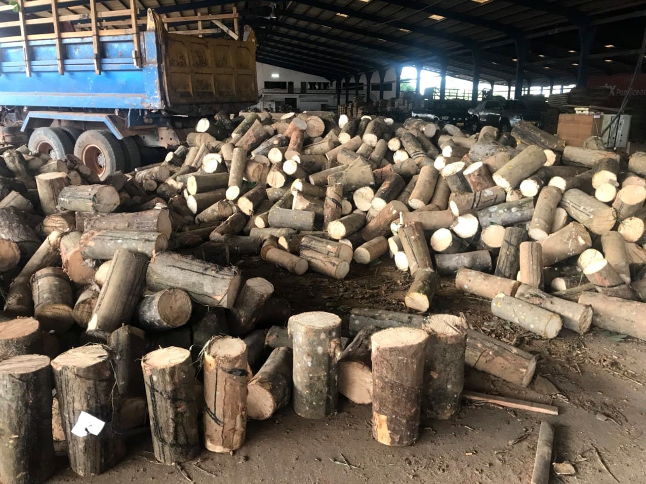 Gỗ cao su phần thô được lấy từ cây trên 20 năm tuổi