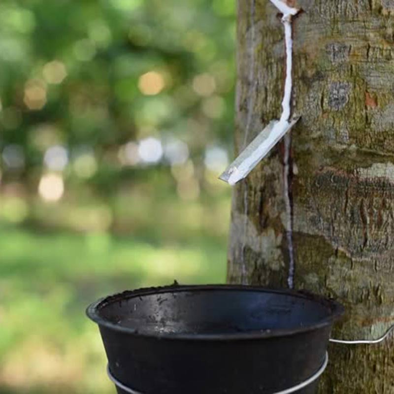 gỗ cao su tròn xẻ sấy