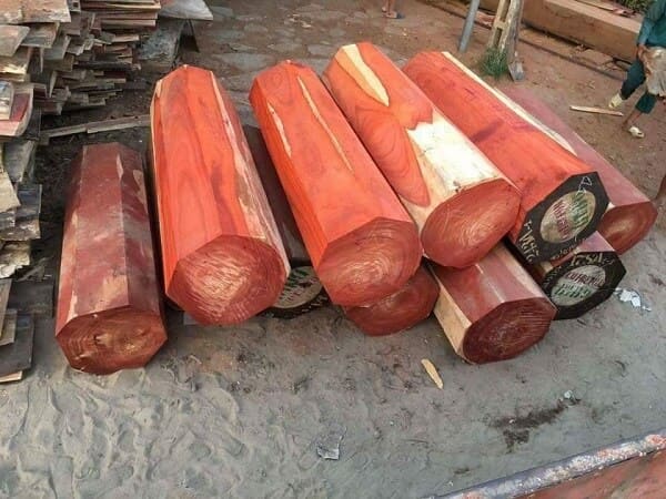 Gỗ hương lào và gỗ hương nam phi
