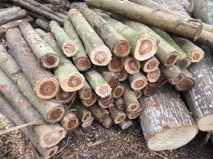 Gỗ keo là gỗ gì