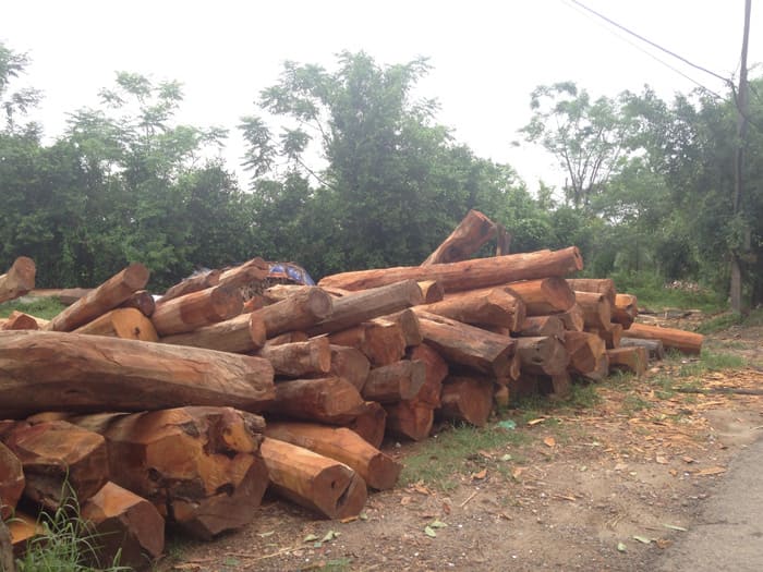Gỗ mít thuộc nhóm mấy