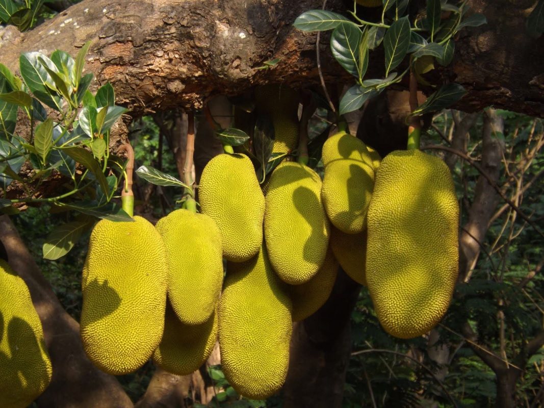 Gỗ mít