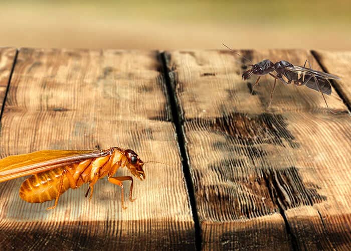 Gỗ sồi có bị mối mọt không