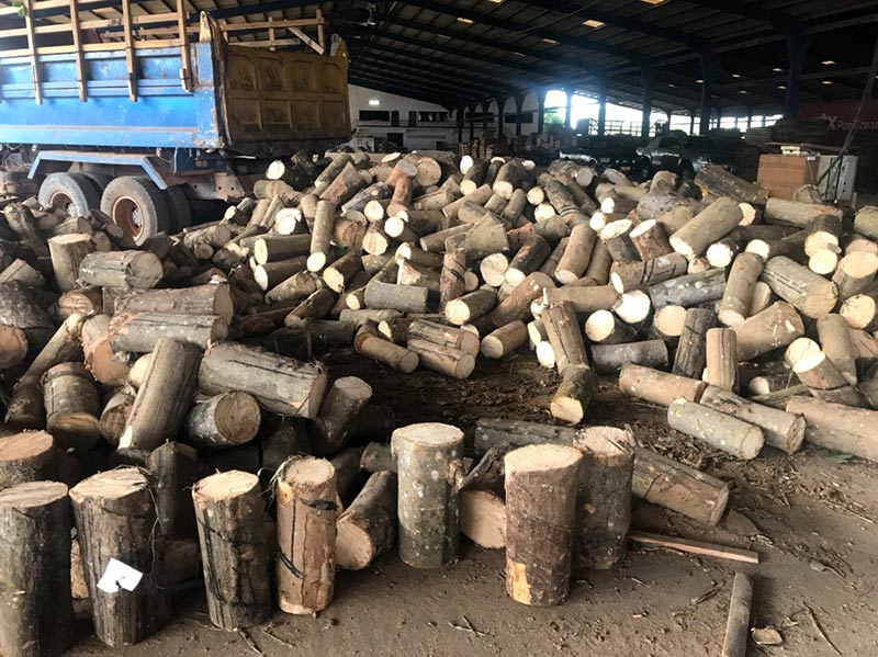 Phân tách phần thân và gốc của gỗ cao su
