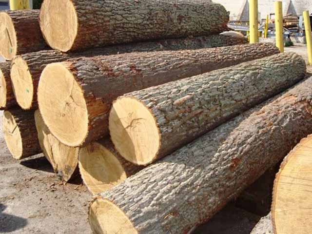 Ưu nhược điểm của gỗ chò chỉ