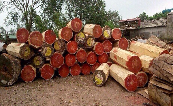 Gỗ hương có giá trị cực cao