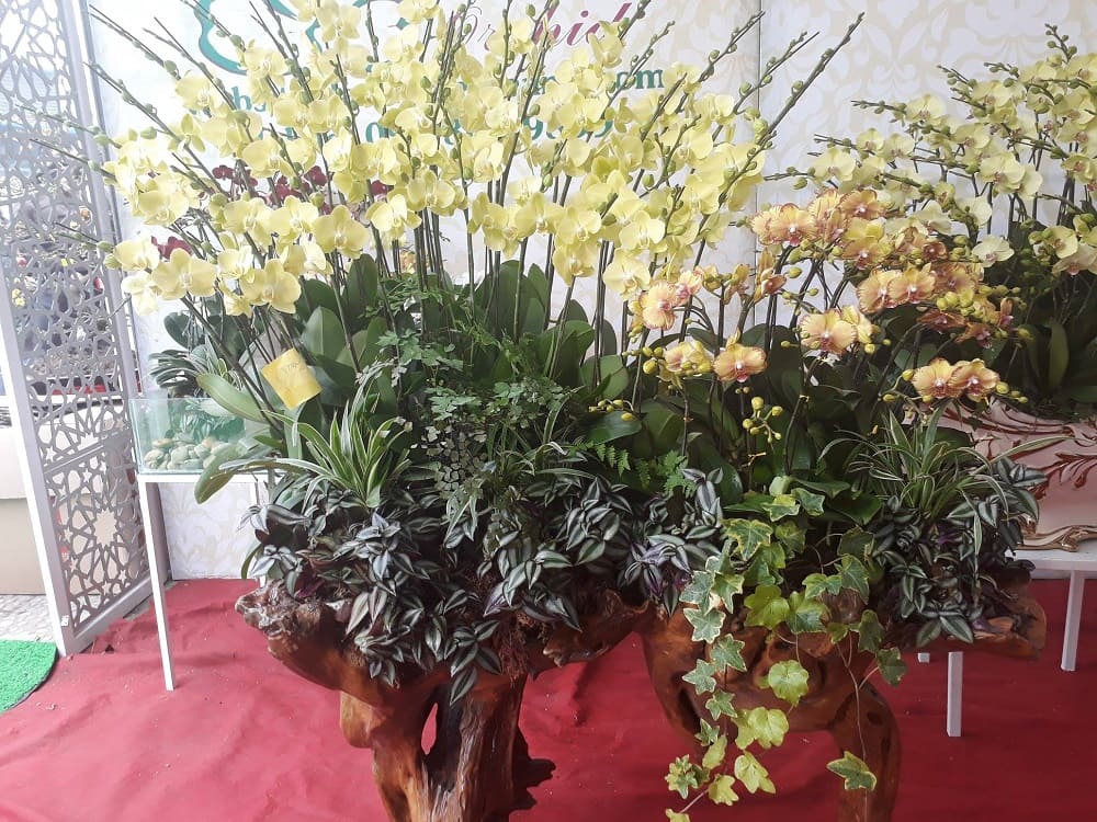 Gỗ lũa trồng hoa phong lan đẹp