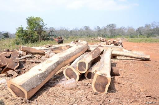 Gỗ Muồng vàng với giá trị kinh tế cao