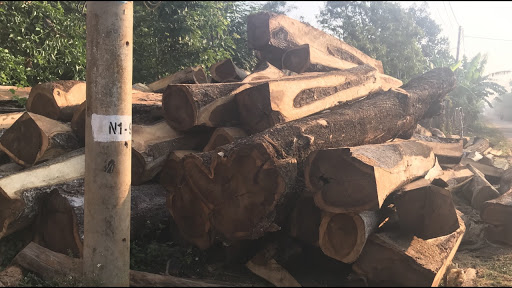 Gỗ Muồng là gỗ gì?