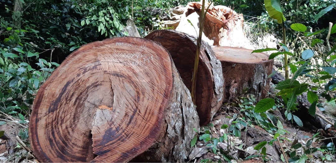 Gỗ nhóm 1