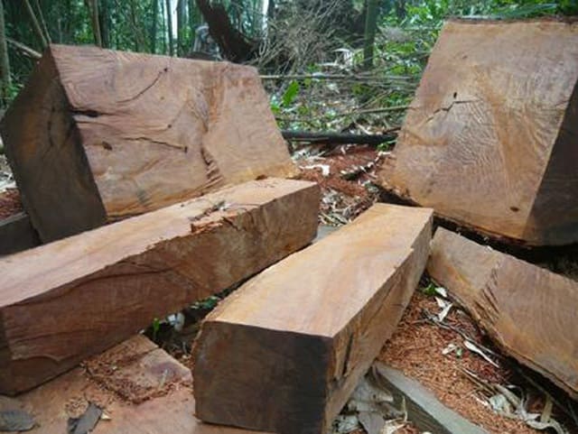 Gỗ sến mật