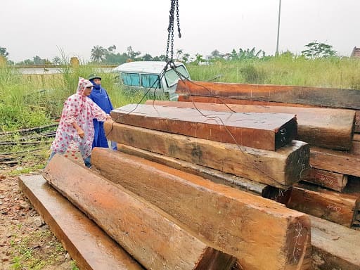 Gỗ sến quý hiếm