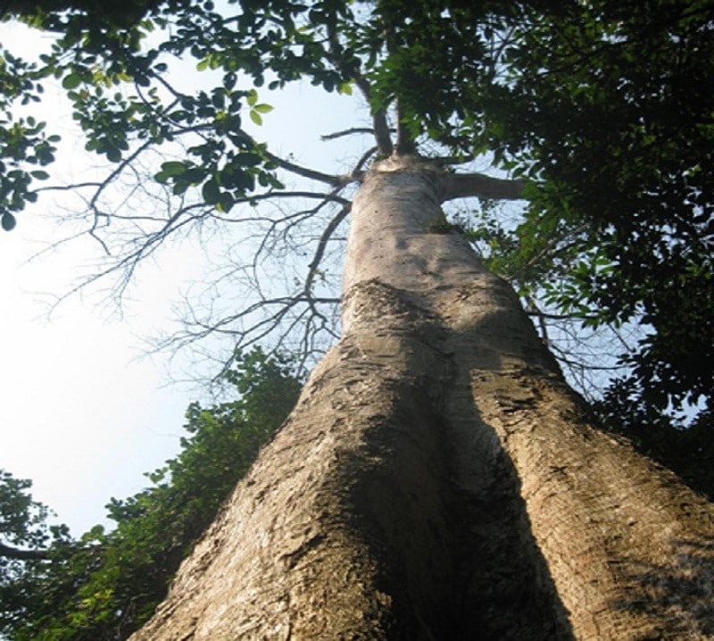 Gỗ táu mật