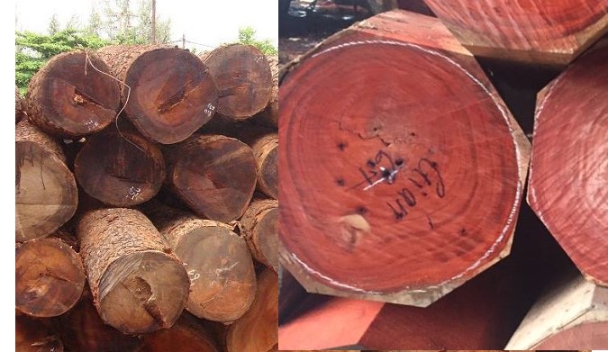 Gỗ gõ đỏ và gỗ hương