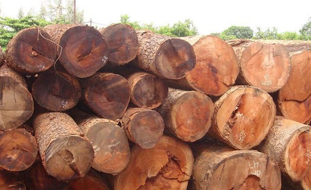 Gỗ gõ đỏ thuộc nhóm gỗ quý
