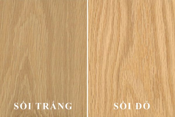 Gỗ sồi có hai loại là sồi trắng và sồi đỏ