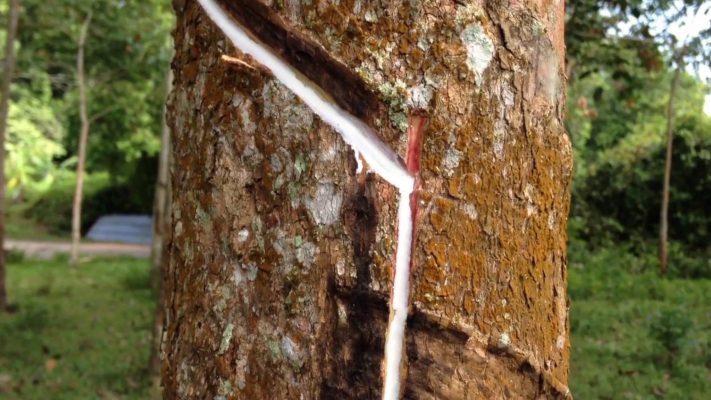 Nhiều loại gỗ cao su có tuổi thọ lâu năm nên tạo độ mềm mại đem đến cảm giác rất thoải mái cho người sử dụng. Nhiều loại gỗ cao su có tuổi thọ lâu năm nên tạo độ mềm mại đem đến cảm giác rất thoải mái cho người sử dụng.