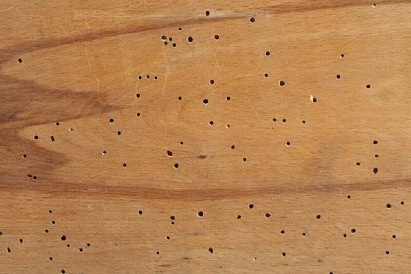 Tại sao gỗ dễ bị mối mọt xâm hại? Tại sao gỗ dễ bị mối mọt xâm hại?